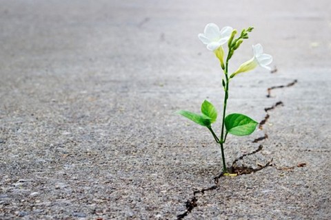 Diario de un Pastor ante el COVID-19