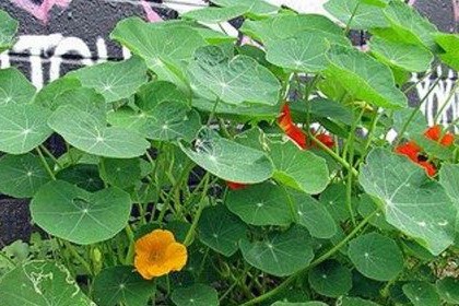 Giardinieri del proprio tempo